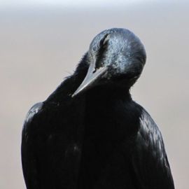 Bird Calls